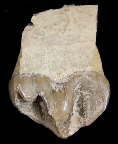 Oreodont (Merycoidodon) Tooth and Jaw Section - South Dakota #10527